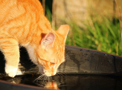 Из-за аномальной жары в Ростовской области объявлено штормовое предупреждение