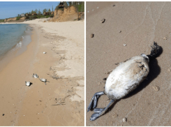 Минприроды проверит информацию о массовой гибели животных на пляжах Ростовской области