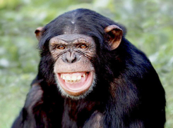 Зимний вольер для шимпанзе открыли в ростовском зоопарке