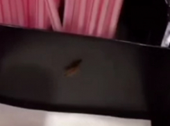 Мерзких тараканов в салфетках ростовского кинотеатра сняли на видео