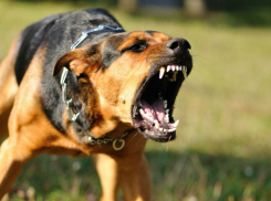 Бездомная собака искусала школьницу в Ростове