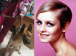 Спасенную на трассе под Ростовом овчарку в ужаснейшем состоянии назвали в честь супермодели