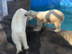 Милые игры влюбленной пары белых медведей попали на видео в Ростове