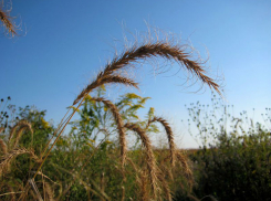 На Дону обнаружен новый вид растений