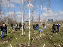 Застройщик ЖК на левом берегу Дона высадил 1000 деревьев у стадиона «Ростов Арена»