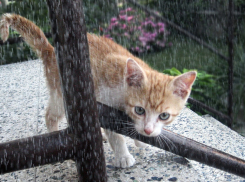 В воскресенье в Ростове снова ожидается дождь