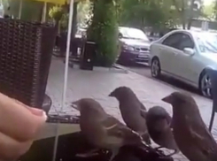 «Дерзкое нападение» банды воробьев на посетителей уличного кафе в Ростове попало на видео
