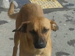 Пропавшую собаку с биркой в ухе разыскивают безутешные хозяева в Ростове