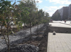 Умирающие от холода саженцы молодых деревьев пересадили ради парковки в Ростове