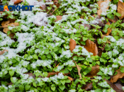 В Ростовской области обещают мокрый снег 29 декабря 