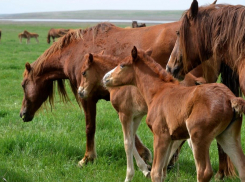 В Ростовской области в 2024 году примут новую Красную книгу региона