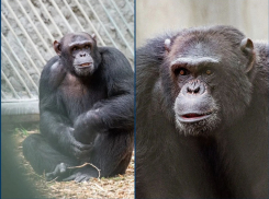 Шимпанзе-художник Майкл отметил 21-й день рождения 