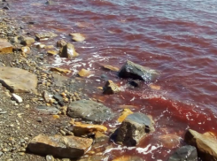 Ученый РАН назвал причину опасных «красных приливов» в Таганрогском заливе