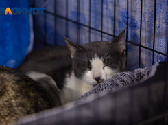 В Ростовской области 25 августа пройдет день льготной стерилизации кошек и собак