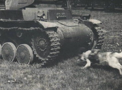 Как служили собаки-истребители танков в Ростовской области во время ВОВ