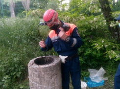 Спасатели освободили семью дворняг из замурованного бомбоубежища