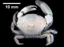 В Азовском море обнаружили новый вид краба-переселенца