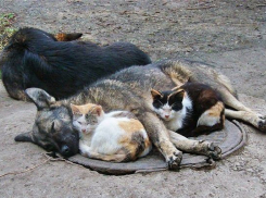 Больше 80 бездомных животных за месяц обрели жилье в Ростове