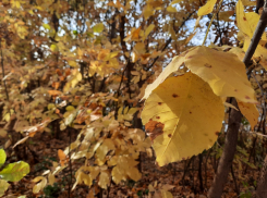 В четверг в Ростове будет +17 градусов