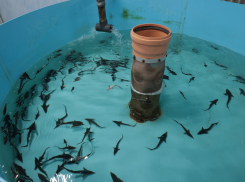 На восстановление осетра в Азовском море уйдёт до 15 лет