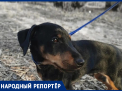 В Ростове пропал немецкий охотничий терьер
