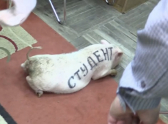 Красавица-ревизолушка принесла грязную свинью чиновникам Ростова за убогое общежитие