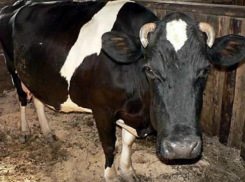 Корову ночью на хуторе в Ростовской области похитили двое мужчин