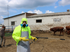 В Ростовской области молоко больных лейкозом коров продают на Кубань