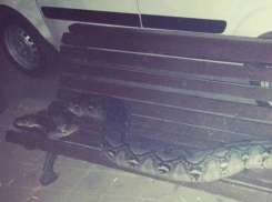 Отдыхающий на лавочке в центре Ростова огромный питон вызвал сложные эмоции у горожан