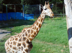 Зоопарк Ростова попал в ТОП-10 самых популярных в России