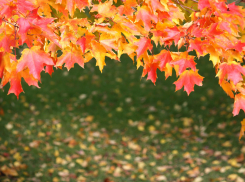 В Ростовском гидрометцентре рассказали, какая погода будет в сентябре