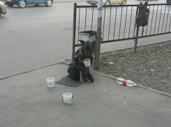 Собака, просящая милостыню, взбудоражила соцсети Ростова 