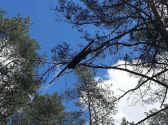 В Ростовской области обнаружили висящий на дереве беспилотник