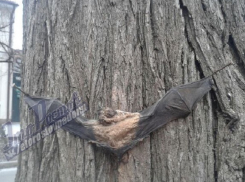 Живодеры в Ростове распяли летучую мышь и прибили ее к дереву