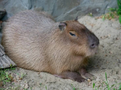 В ростовском зоопарке пройдут показательные кормления капибар