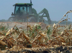 В двух муниципалитетах под Ростовом ввели режим ЧС из-за засухи