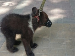 В Ростовской области по улицам продолжают разгуливать медведи 