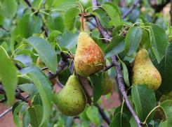 Лунный календарь садовода и огородника с 3 по 9 августа