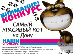 «Блокнот» объявляет конкурс «Самый красивый кот на Дону»