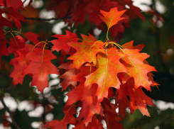В Ростовской области будут холодные выходные