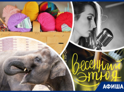 Вяжем крючком, ловим «Весенний этюд» и кормим слонов: куда пойти в Ростове на этой неделе