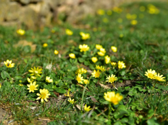 Во вторник в Ростове похолодает до +16°