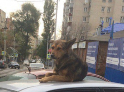 Отдыхавшая на крыше автомобиля большая «котособака» рассмешила жителей Ростова