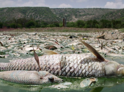 Продавцам тухлой рыбы на рынке Таганрога предъявлено обвинительное заключение