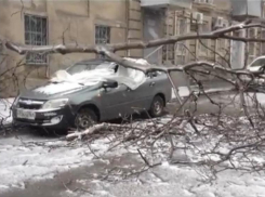 В Ростове из-за сильного ветра дерево упало на автомобиль (ВИДЕО)