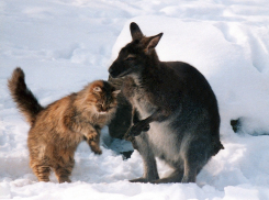 В ростовском зоопарке рассказали о дружбе между кошкой и кенгуру