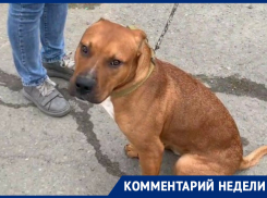 Хозяйка приюта для животных рассказала о том, как чувствует себя пес Хан, над которым издевался подросток-живодер