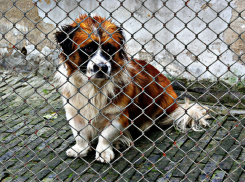 Новый приют для бездомных животных построят в Ростове-на-Дону