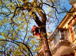 Альпинист спас кота, просидевшего 4 дня на дереве 
