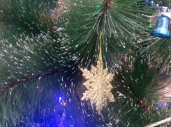 В Ростове-на-Дону во время рейдов были зафиксированны более 60 фактов незаконной продажи хвойных деревьев